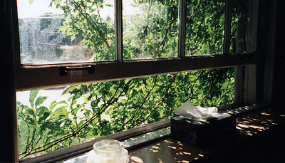 the window